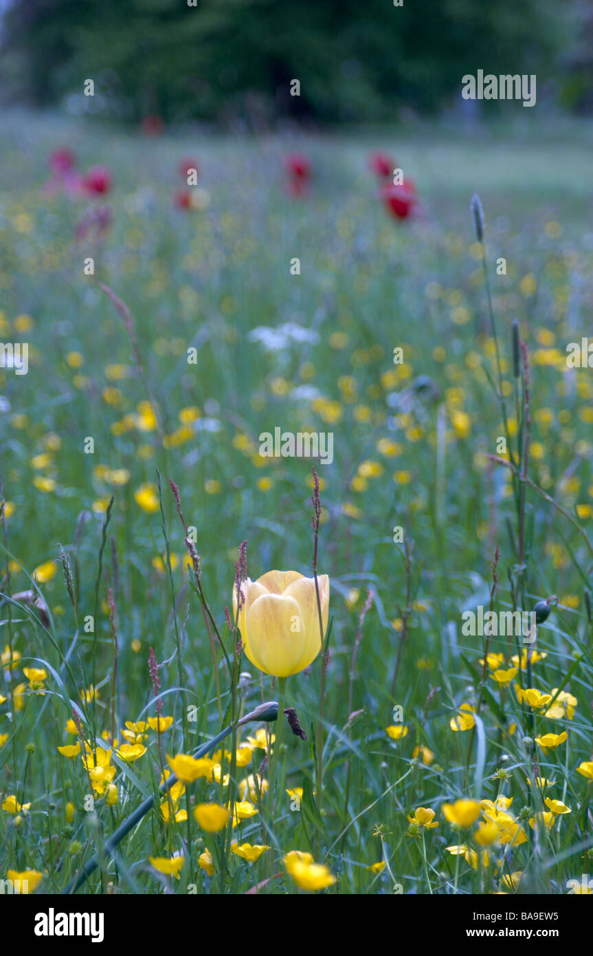 Prairie pleine de fleurs, la Suède. Banque D'Images