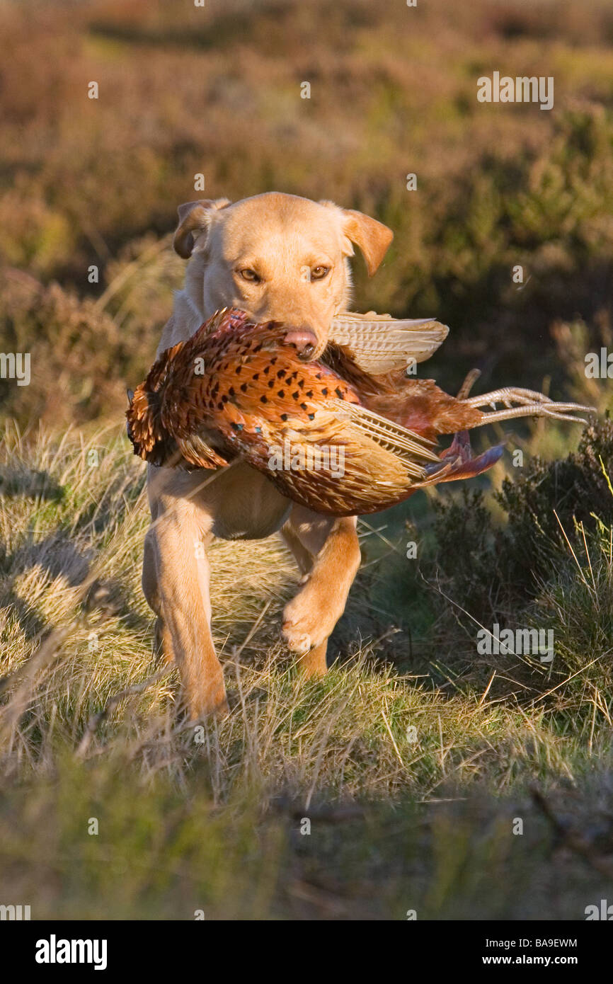 Un labrador retriever jaune chien de travail ou chien avec faisan Banque D'Images