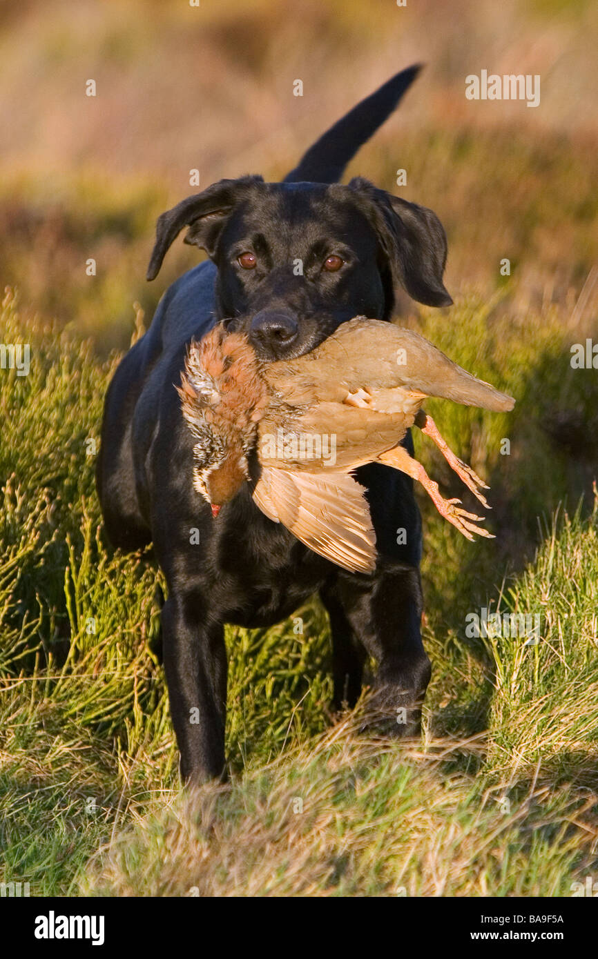 Un labrador noir chien de travail ou chien avec partridge Banque D'Images Un labrador noir chien de travail ou chien avec partridge Banque D'Images