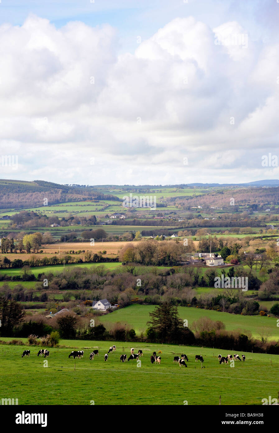 Le pâturage des animaux sur les terres agricoles près de Dungarvan, Co.Waterford, Ireland Banque D'Images