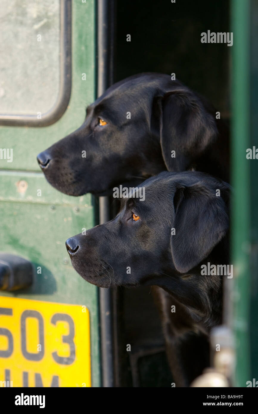 Deux Labrador noir chiens de travail ou d'une arme à feu les chiens dans l'arrière d'un véhicule land rover Banque D'Images