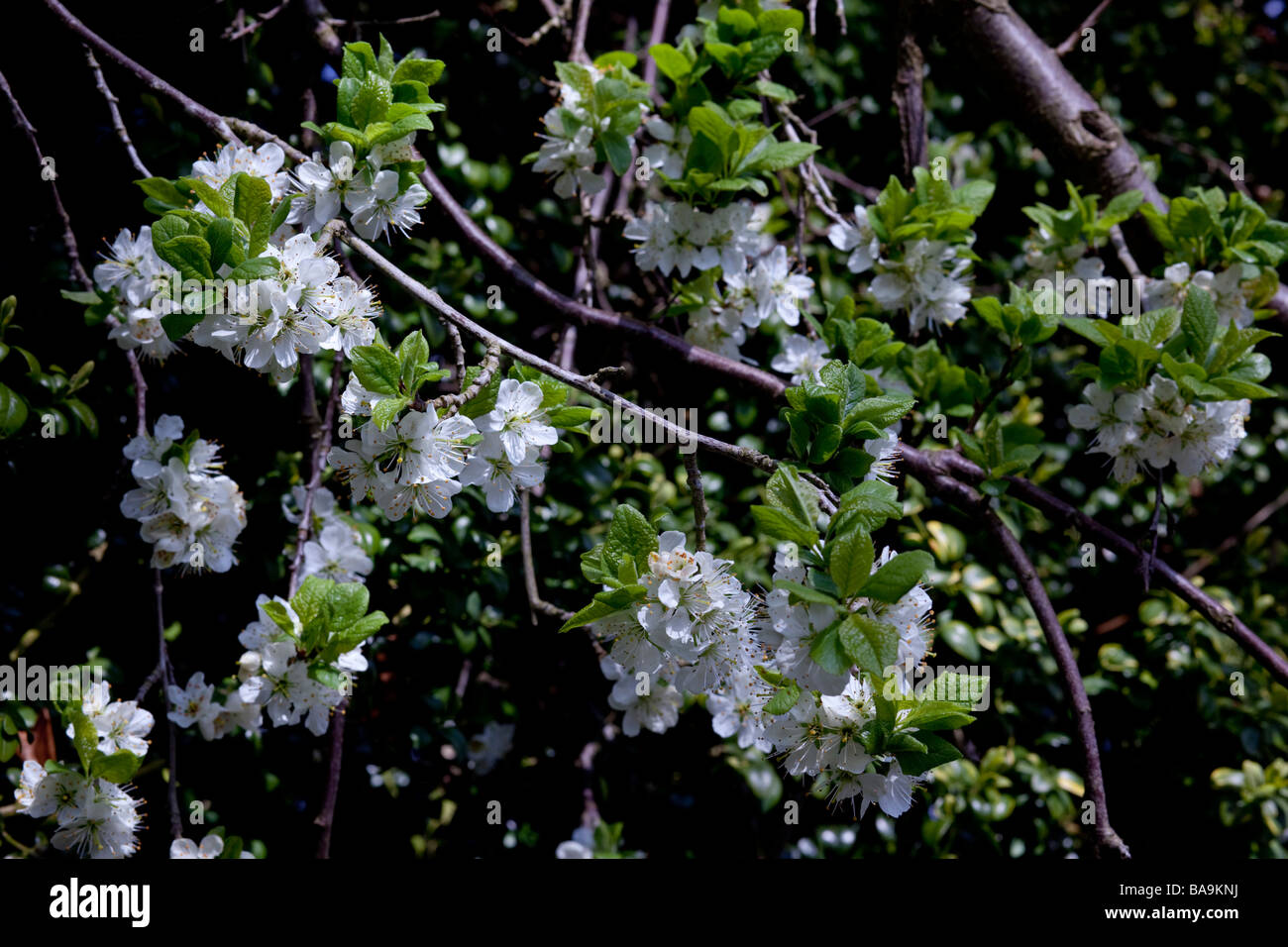 Hawthorne crataegus monogyna Banque de photographies et d’images à ...