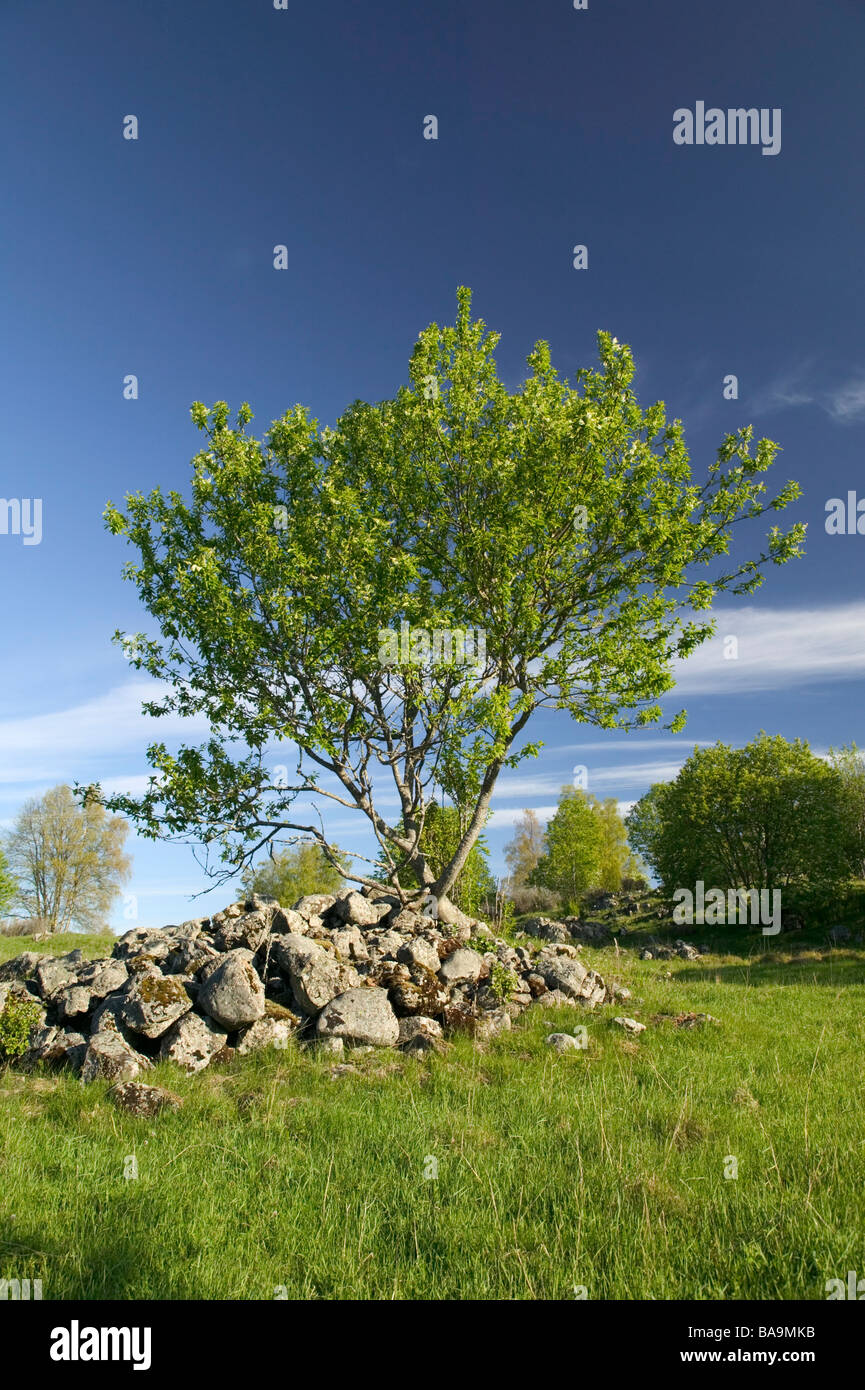 Un arbre vert Suède Banque D'Images