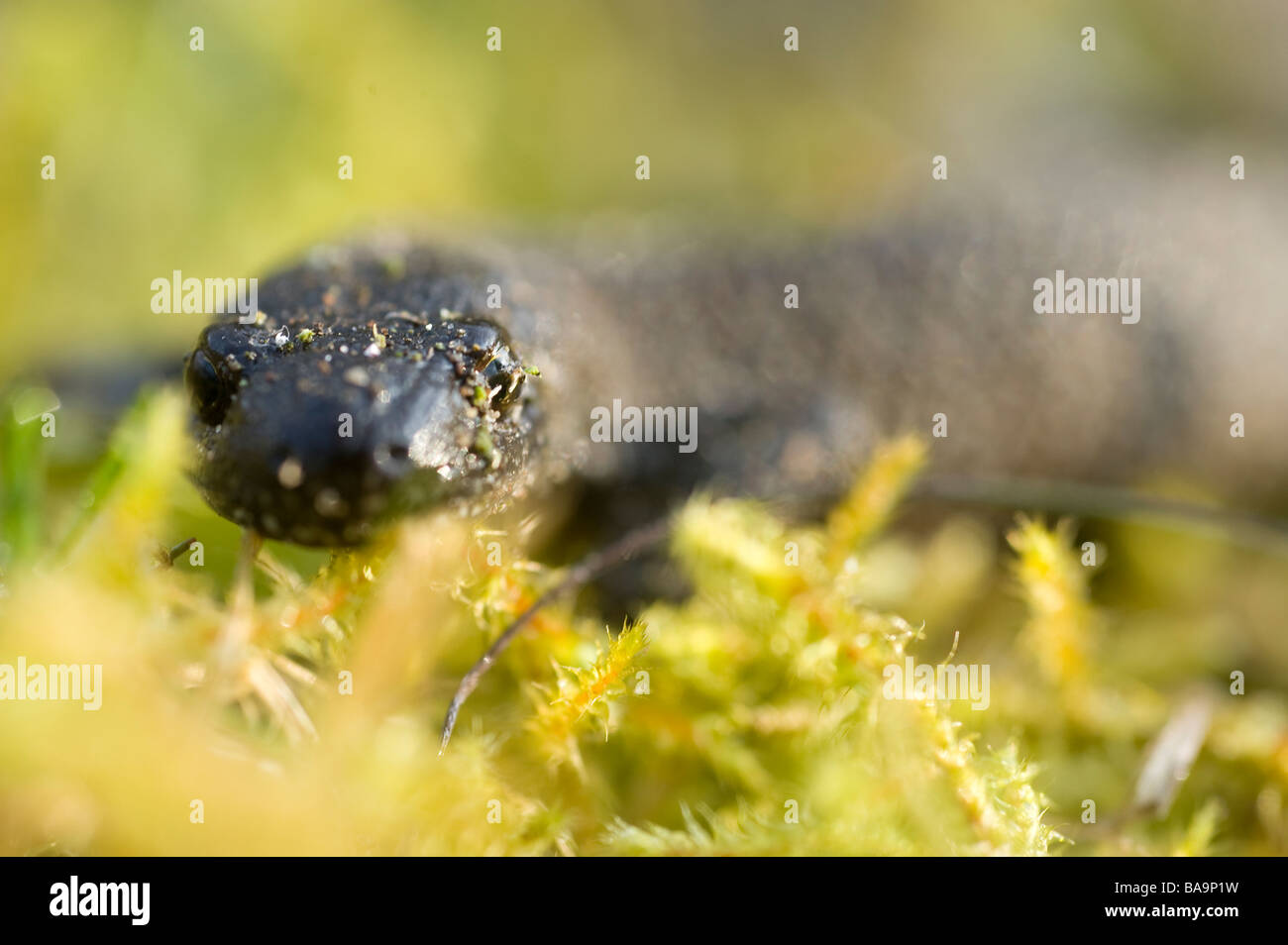Salamandre (Triturus vulgaris) dans la nature, la Suède Banque D'Images
