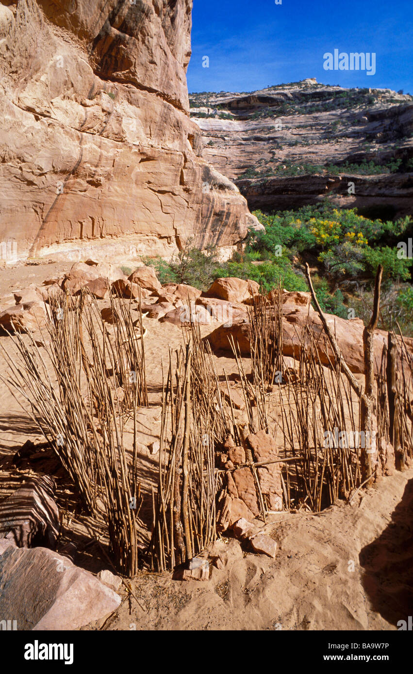 Stylo à plume de la Turquie La Turquie ruine Grand Gulch Zone Primitive Cedar Mesa dans l'Utah Banque D'Images