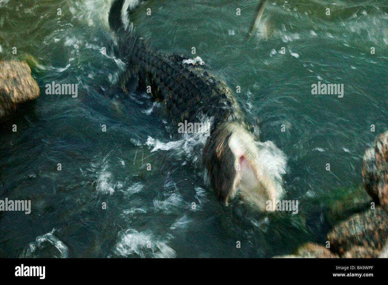 Un Alligator la capture de poissons Huntington Beach State Park en Caroline du Sud USA Banque D'Images