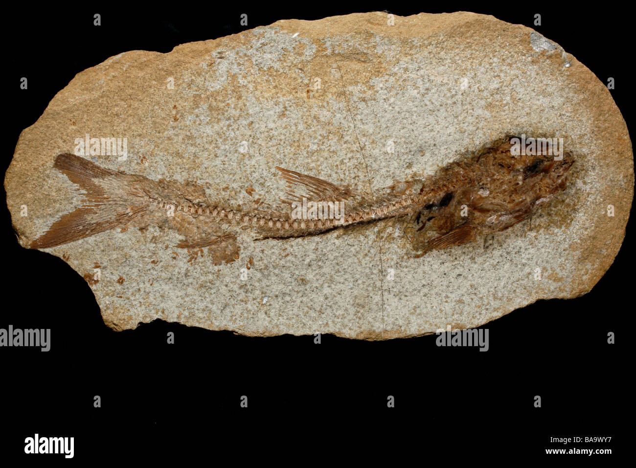 Ossements fossiles Banque D'Images