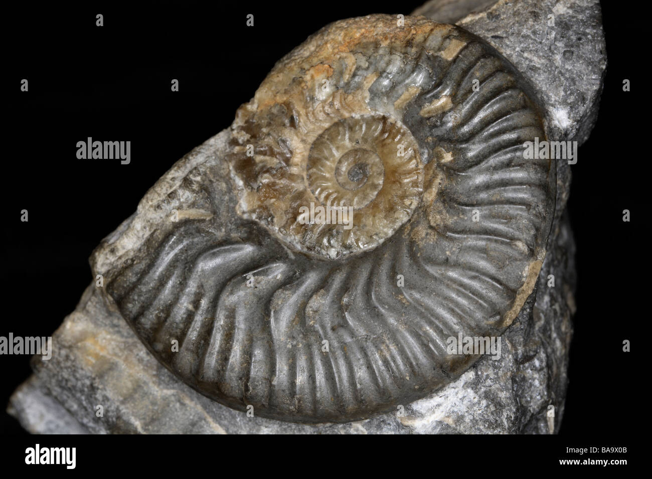 Ammonite de l'Écosse Grande-bretagne Banque D'Images