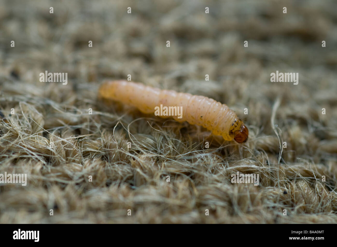 Larve de papillon de Codlin capturée sur hesse qui a été enroulée autour d'un tronc de pommier, une technique utilisée pour piéger et éliminer au stade larvaire. Banque D'Images