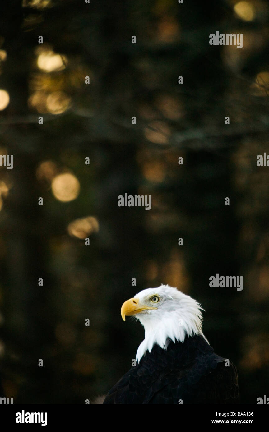 Un pygargue à queue blanche dans une forêt USA Banque D'Images