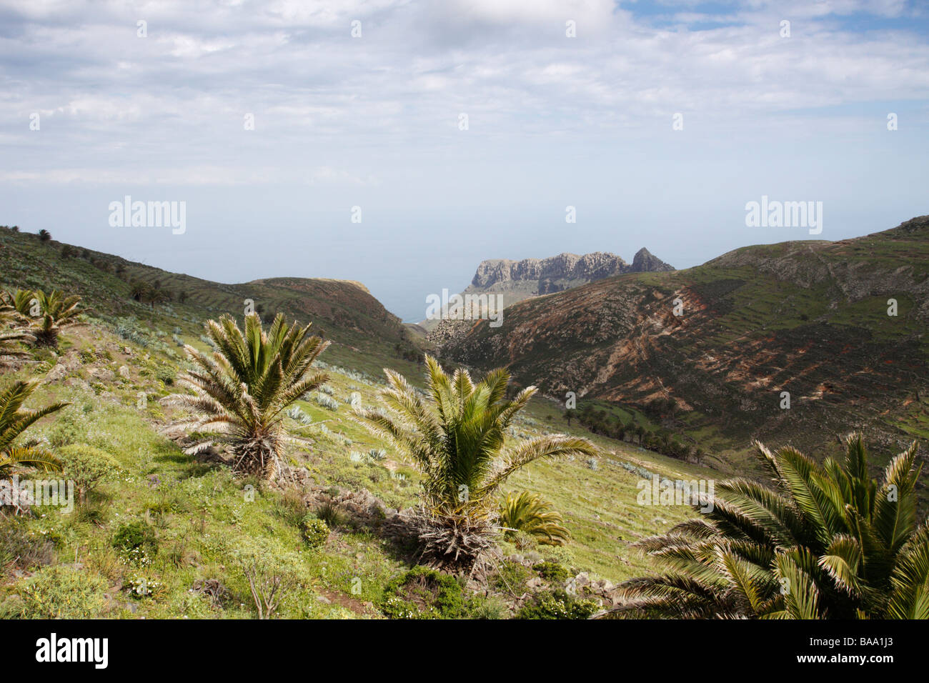 Palmiers et sur la mer dans la réserve naturelle de Majona, Gomera Banque D'Images