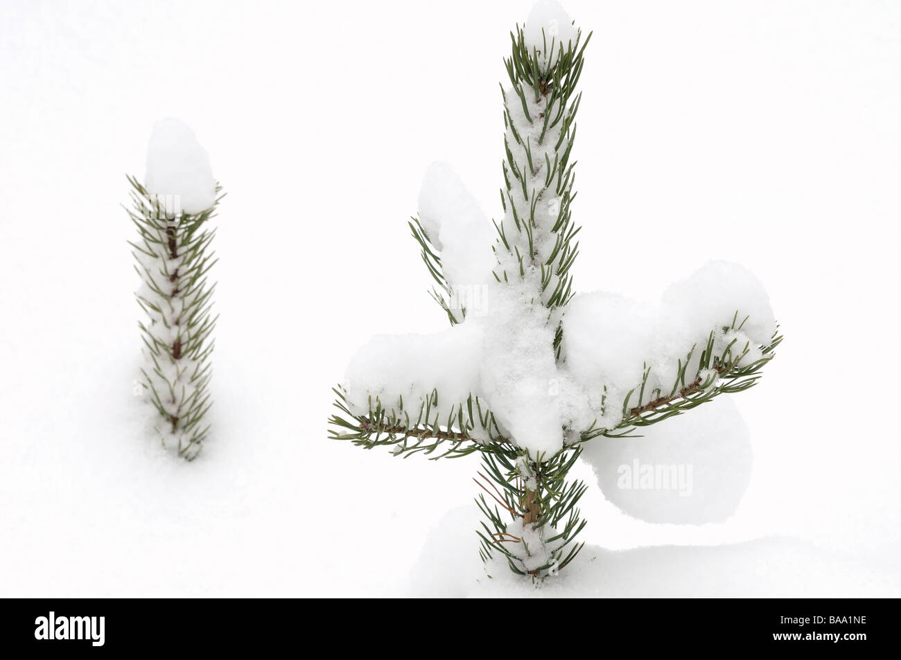 La Suède dans la neige de l'épinette Banque D'Images