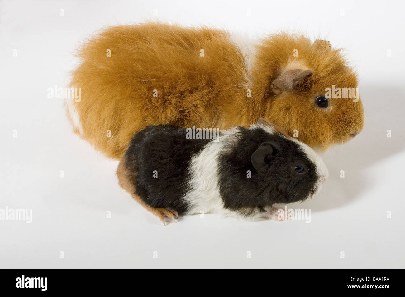 Bebe Cochon D Inde Banque D Image Et Photos Alamy Bebe Cochon D Inde Banque D Image Et Photos Alamy