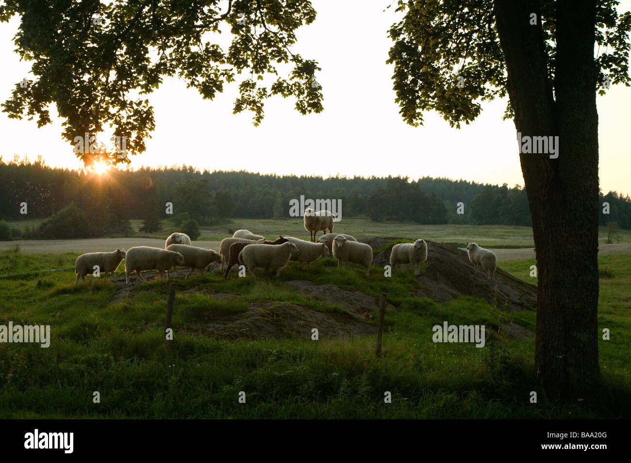 Moutons dans le coucher du soleil en Suède Banque D'Images