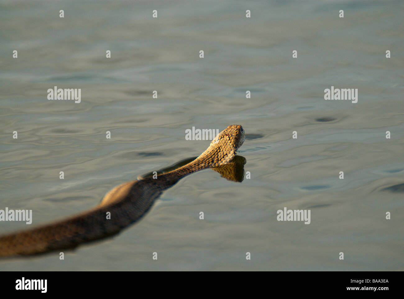 Sur l'eau serpent serpent serpent serpent natation aqua serpents reptiles reptiles venimeux serpent africain africaine non reptile venimeux Afri Banque D'Images