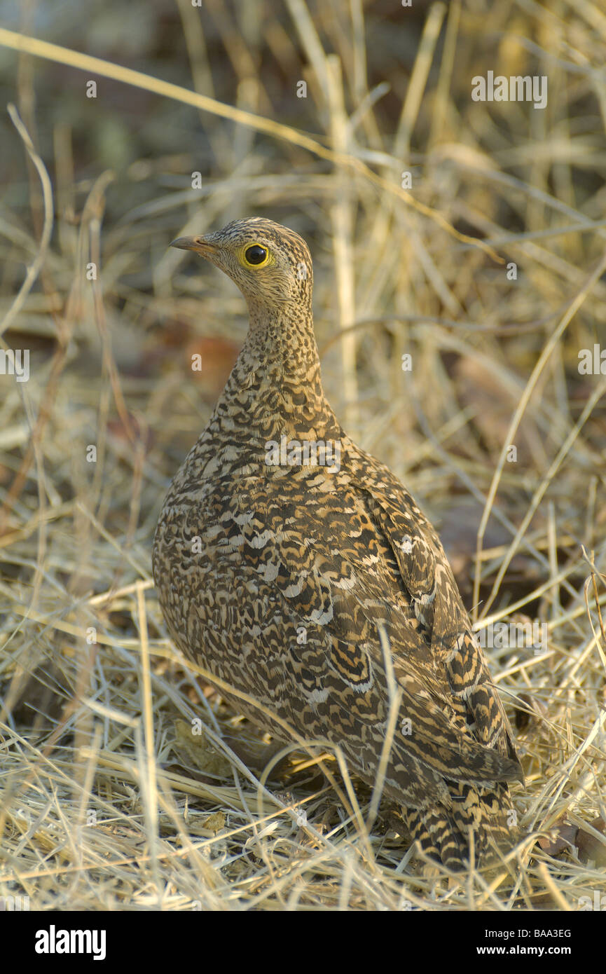 Ganga bagués double oiseaux africains d'oiseaux africains aviens aviaire navigation aérienne aérienne troupeau aéronautique pelote covey swarm cl Banque D'Images