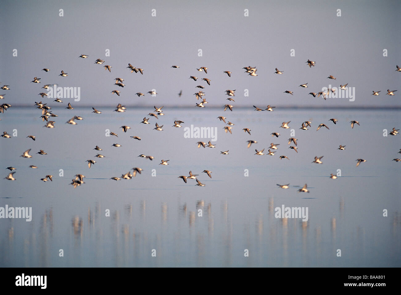 Flock of birds flying Banque D'Images