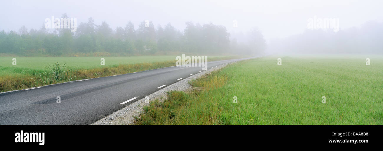 Route avec des arbres dans la brume Banque D'Images