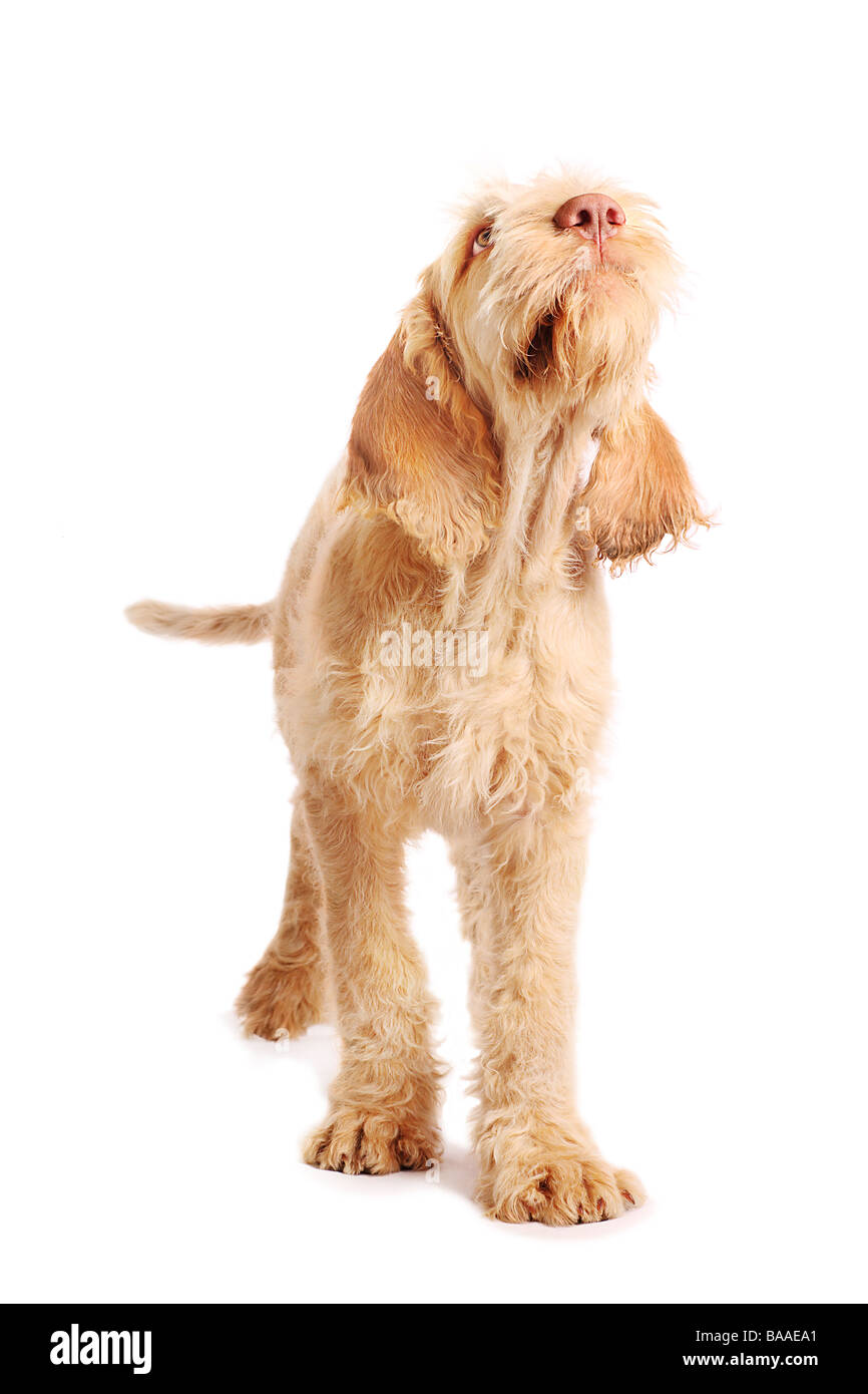 Spinone italiano chien Banque D'Images