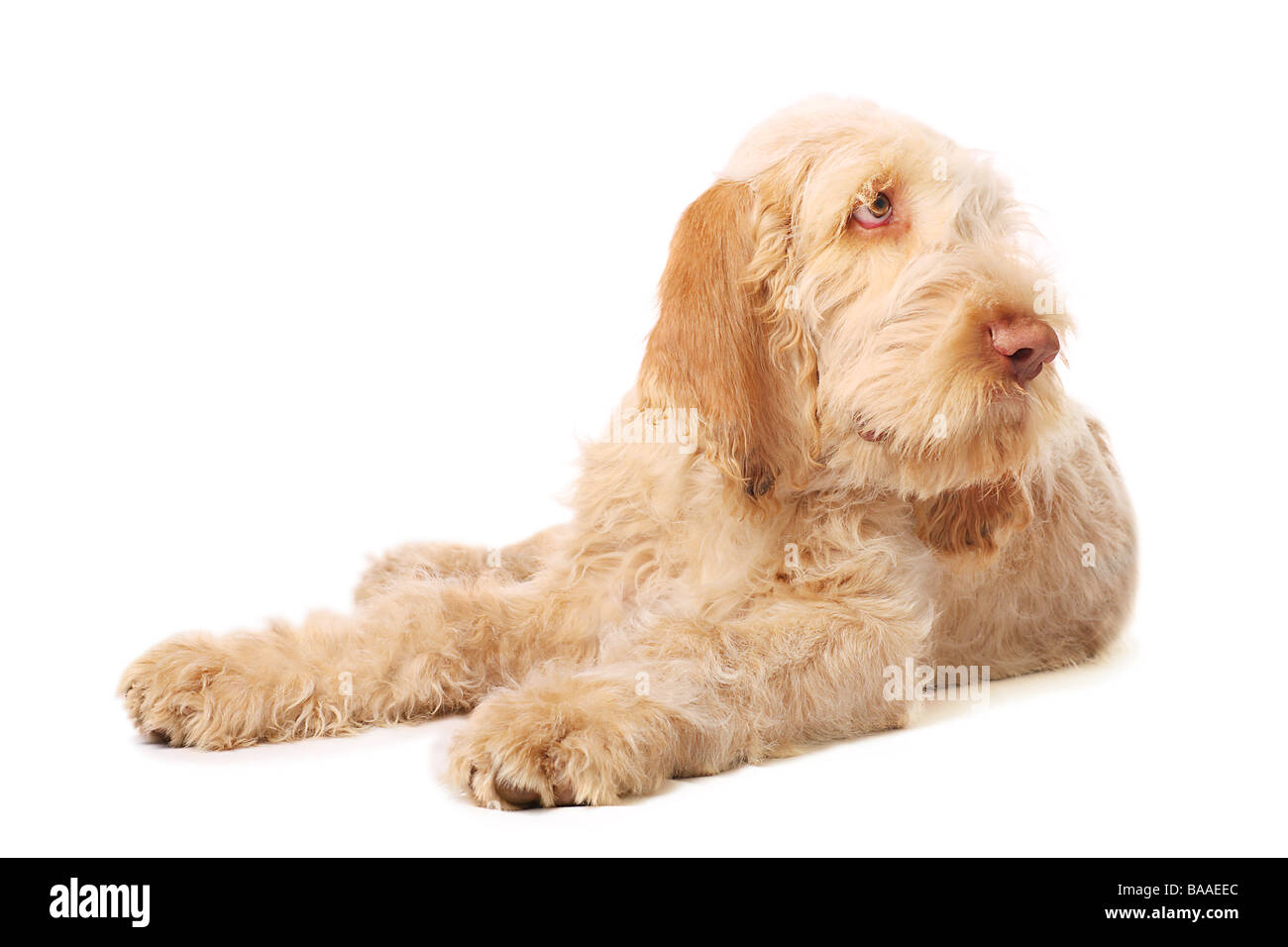 Spinone italiano chien Banque D'Images