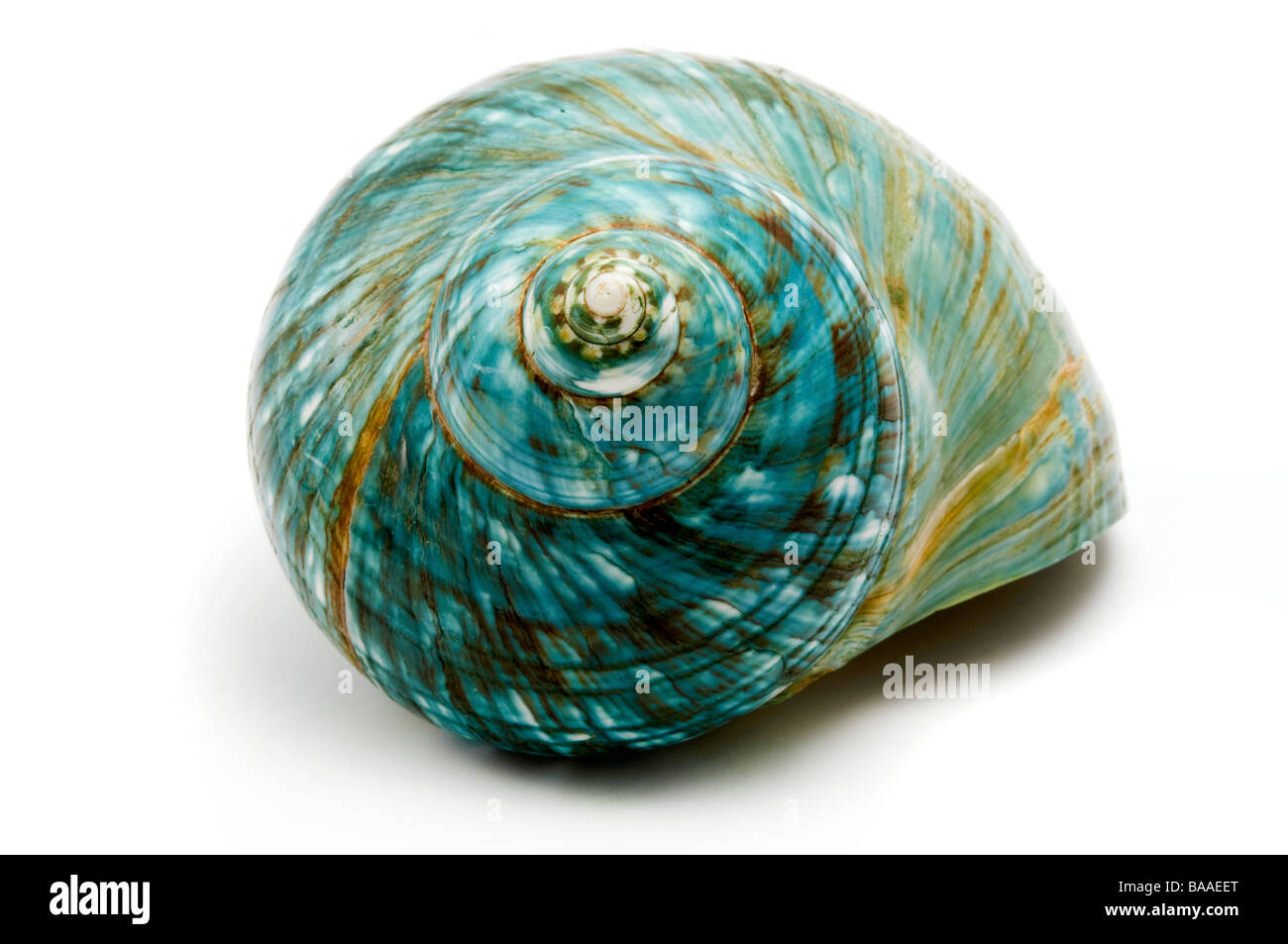 Blue Sea shell sur un fond blanc Banque D'Images