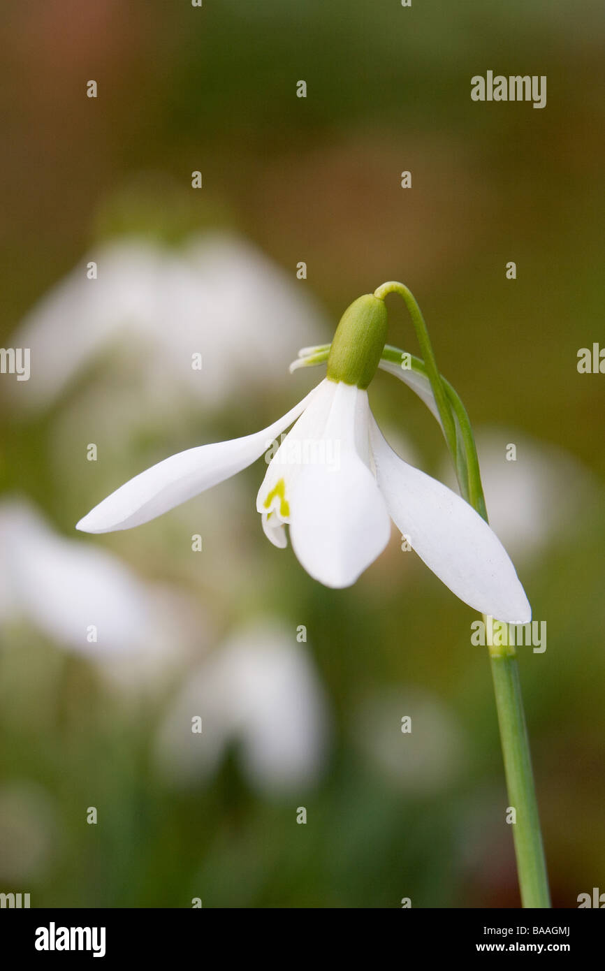 Printemps à normanby hall country park North Lincolnshire perce-neige Banque D'Images