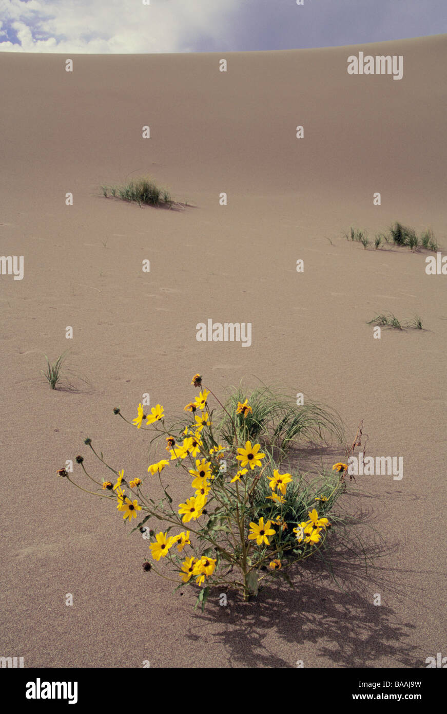 Fleurs dans le désert Banque D'Images