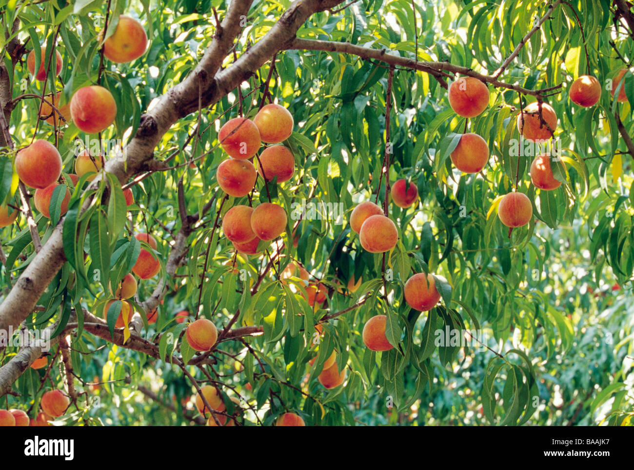 Peaches on tree low angle view Banque D'Images