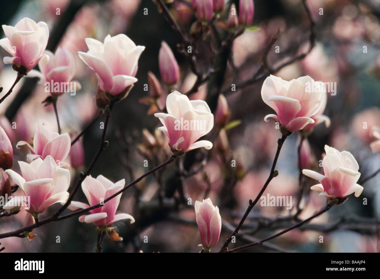 Fleurs close-up Banque D'Images