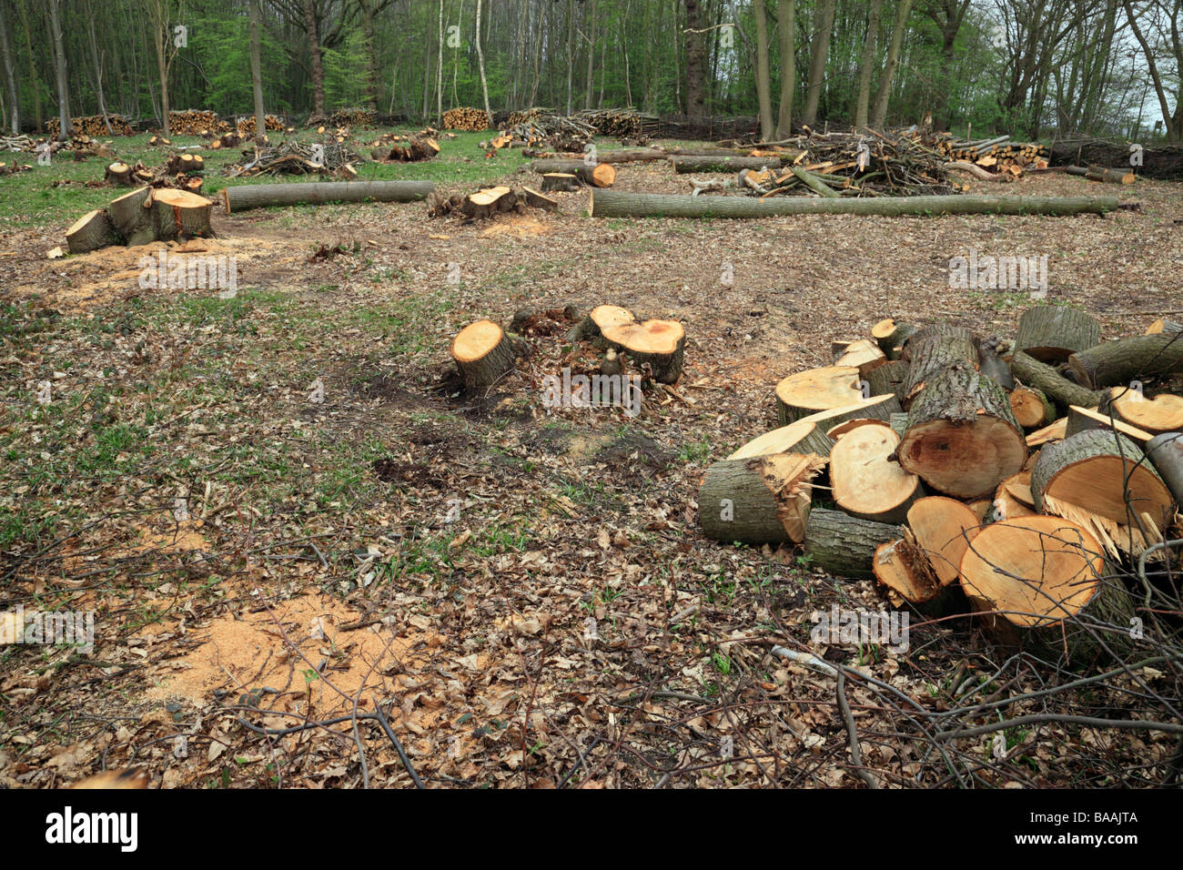 On abat des arbres pour faire une compensation. Norsey Wood, Senlis, Essex, Angleterre, Royaume-Uni. Banque D'Images