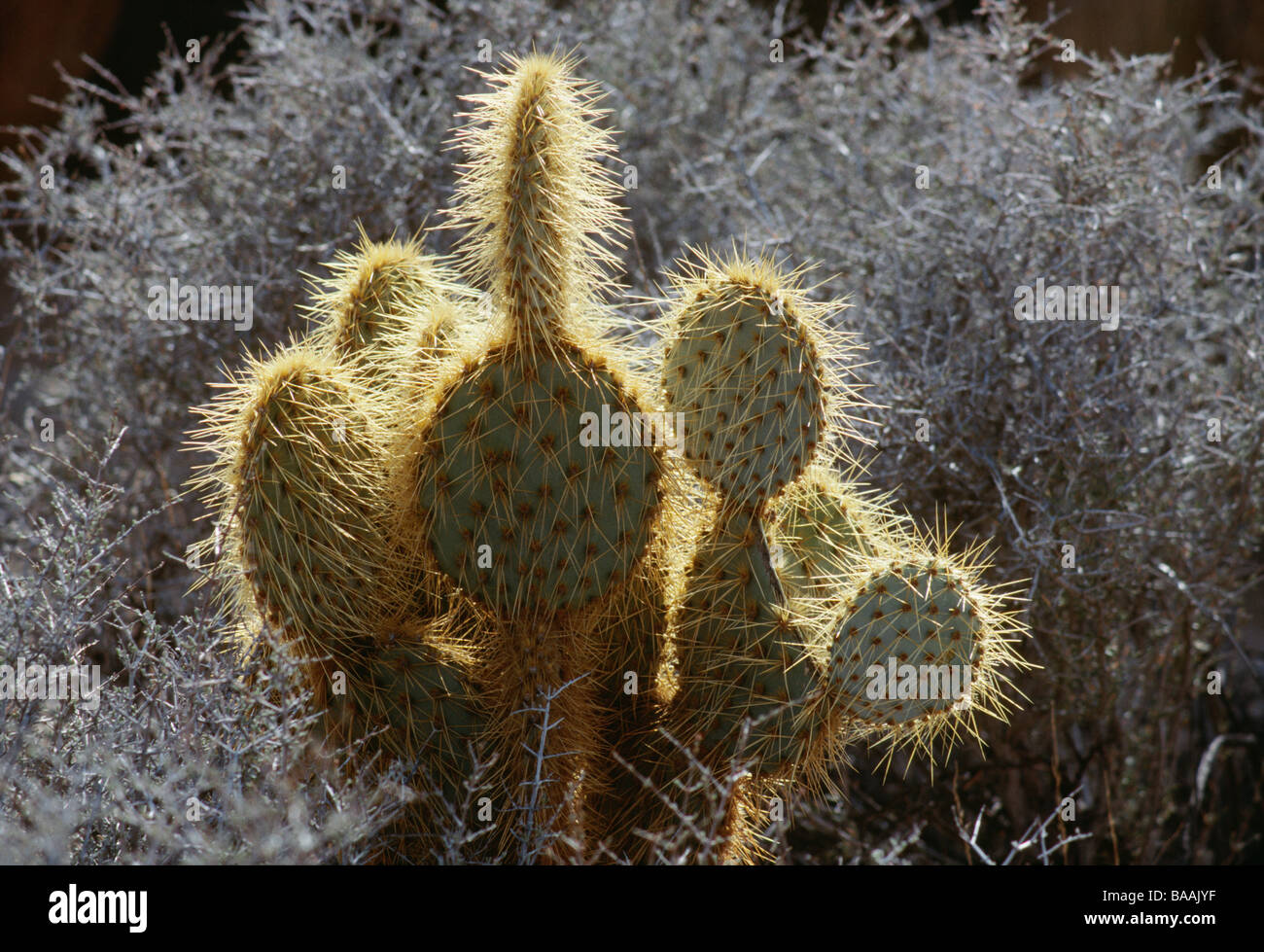 Avec Cactus thorn close-up Banque D'Images