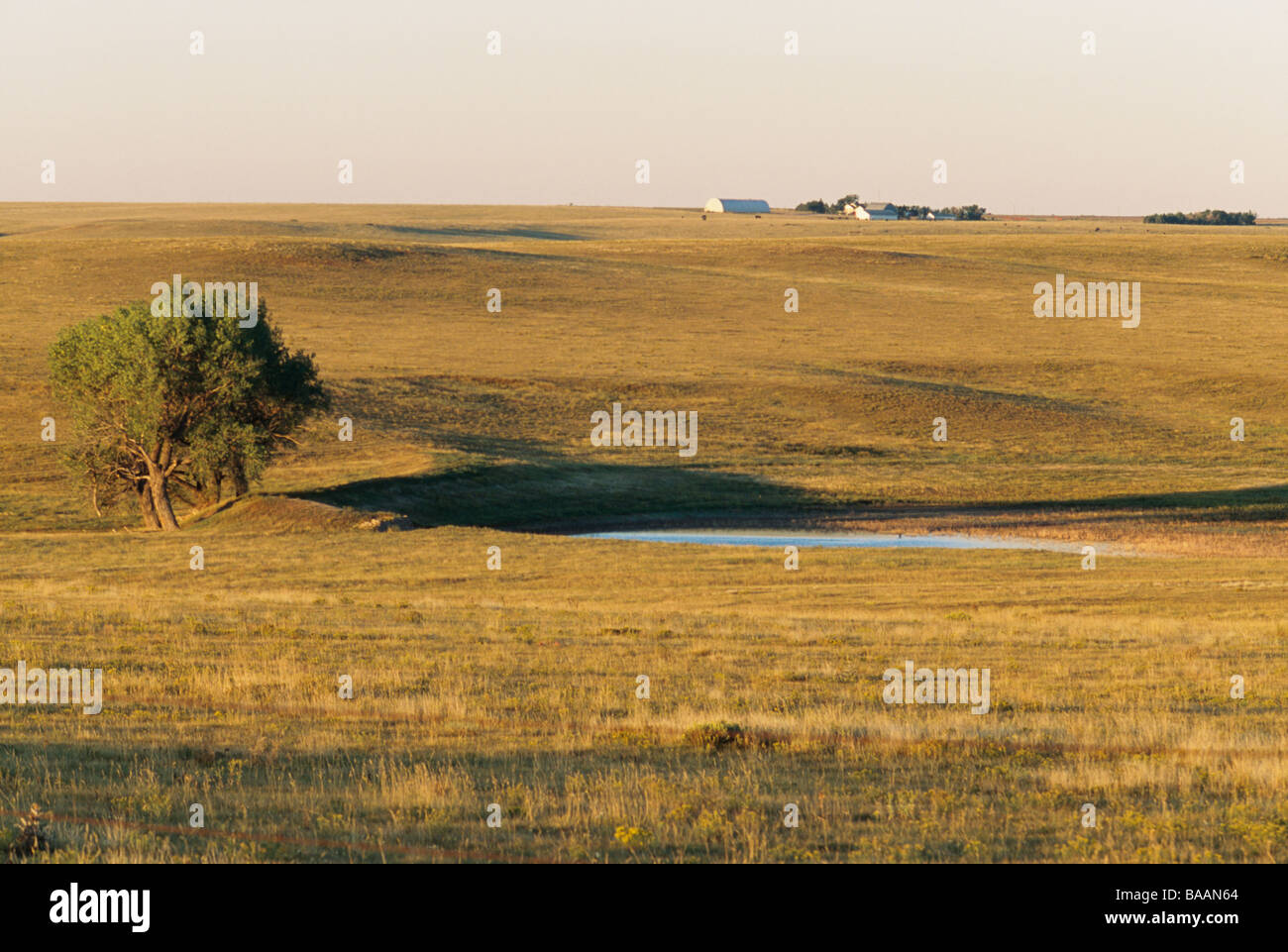 Paysage avec arbre en étang Banque D'Images