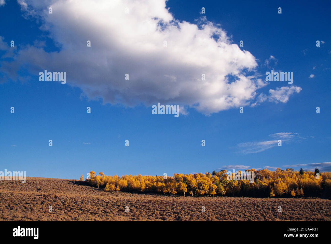 Arbres sous ciel nuageux Banque D'Images