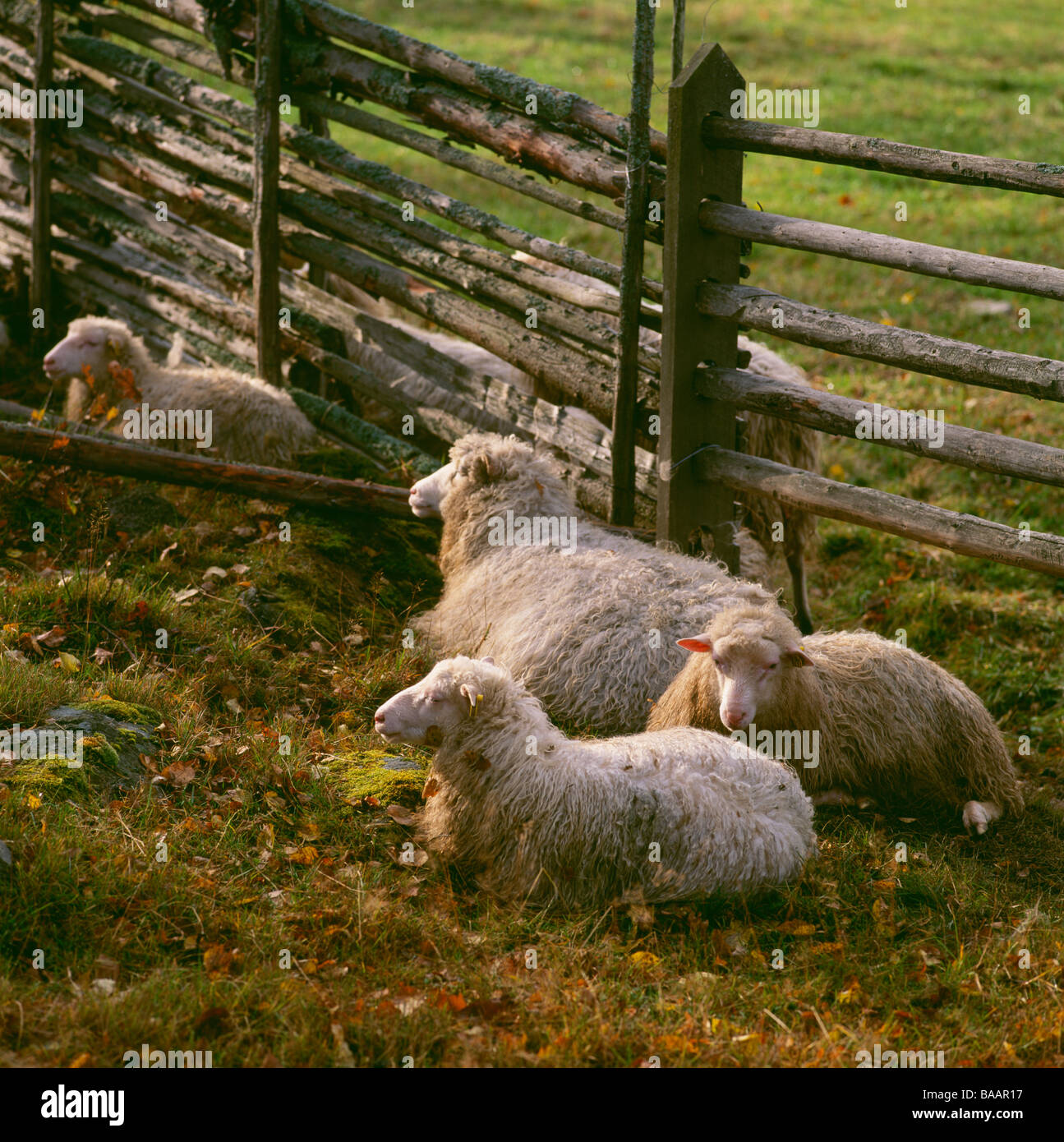 Sheep lying on grass by fence Banque D'Images