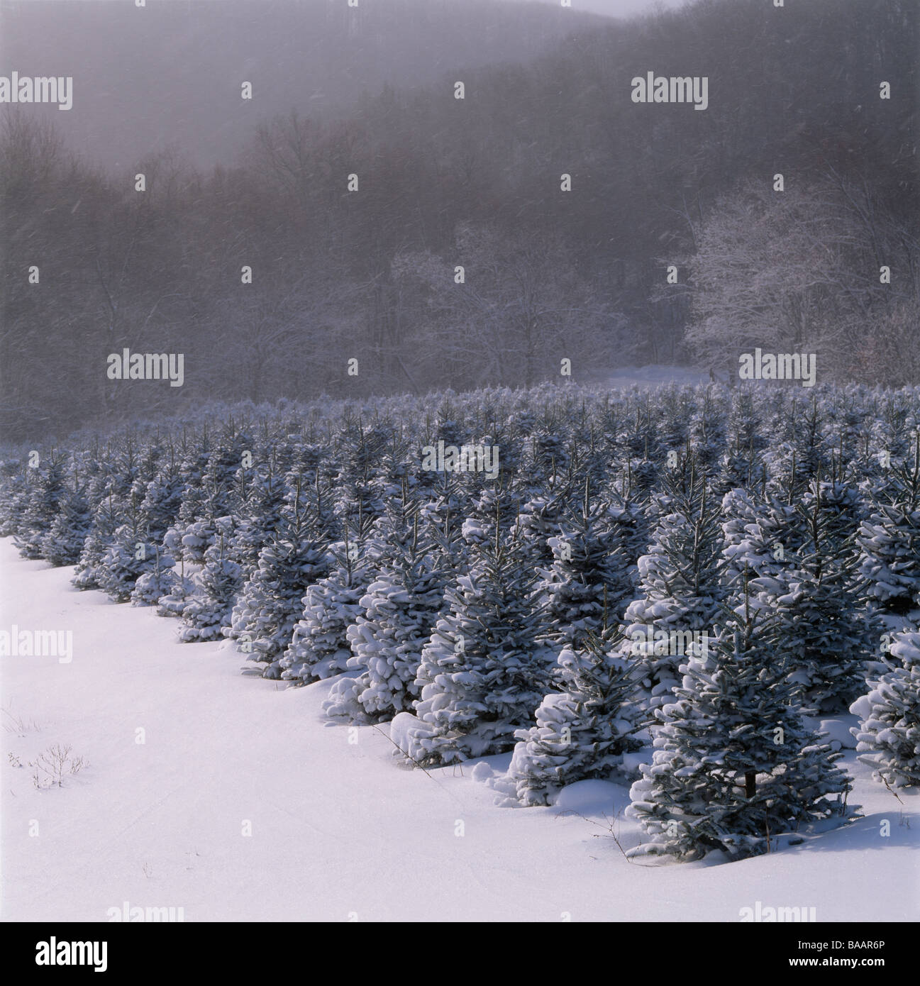 Arbres couverts de neige Banque D'Images