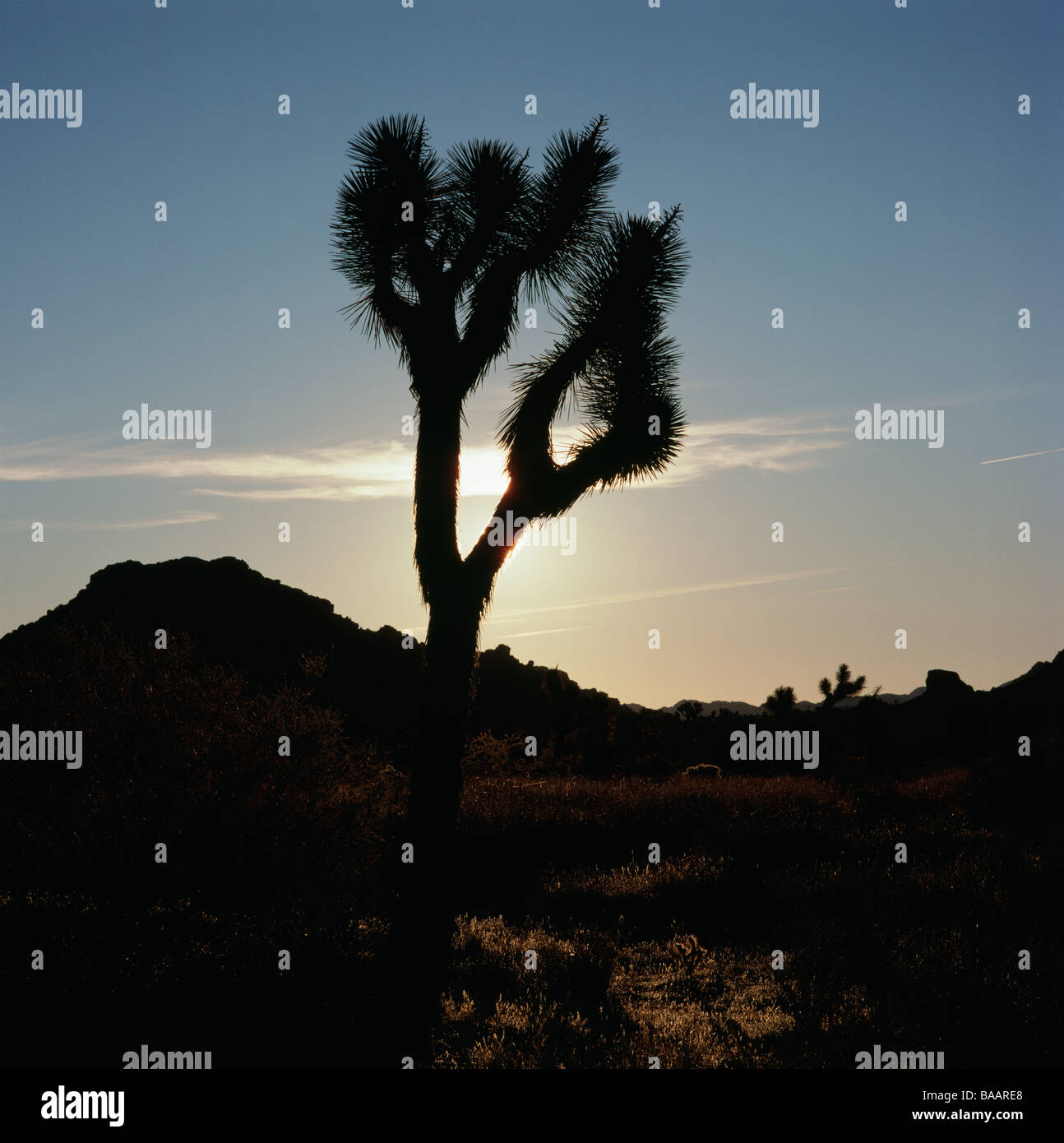 Silhouette de cactus et la montagne au crépuscule Banque D'Images