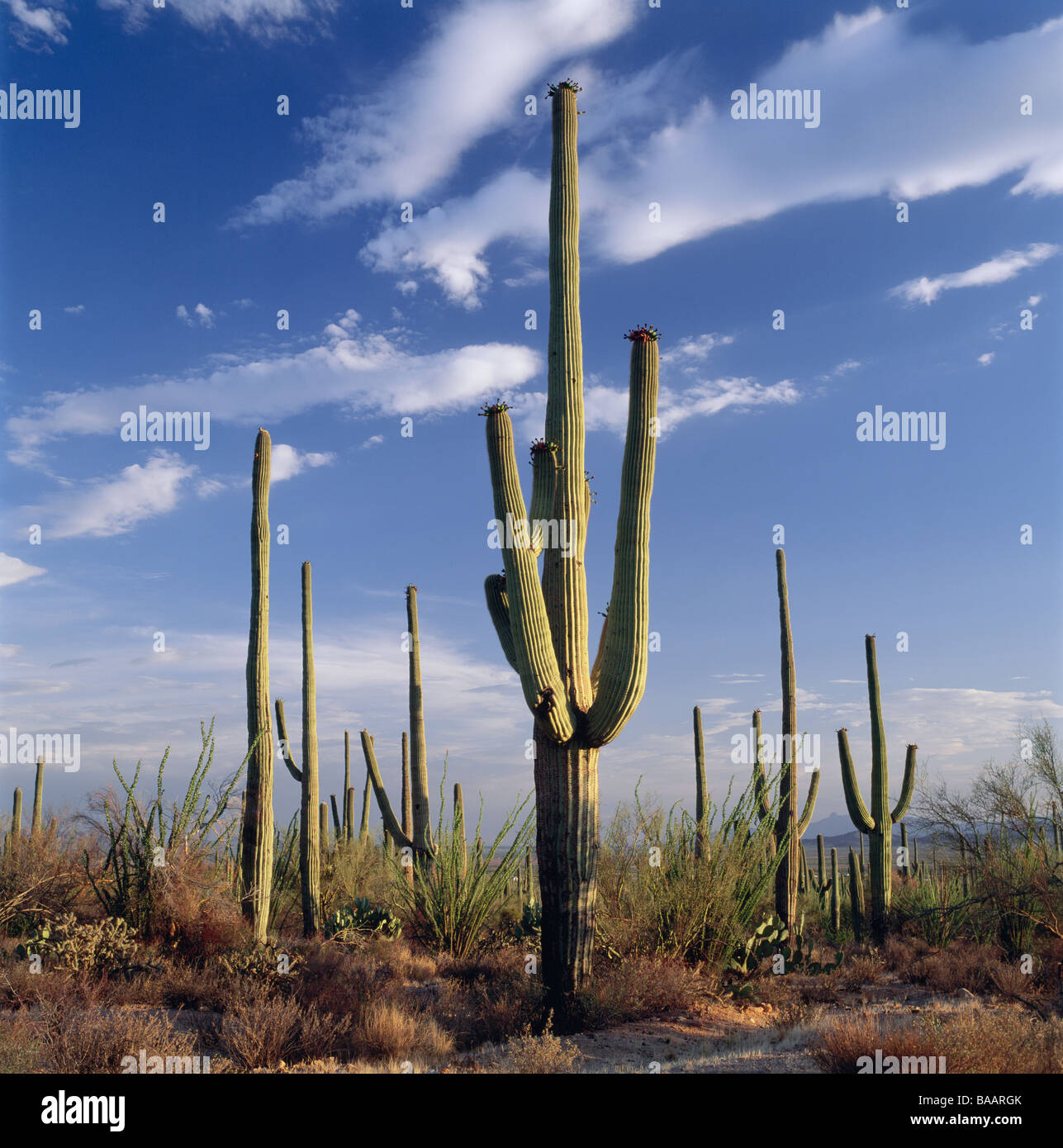 Cactus sur le sol Banque D'Images