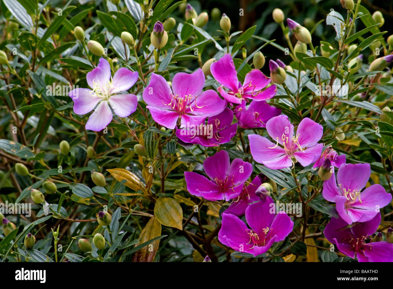 Tibouchina mutabilis Banque D'Images