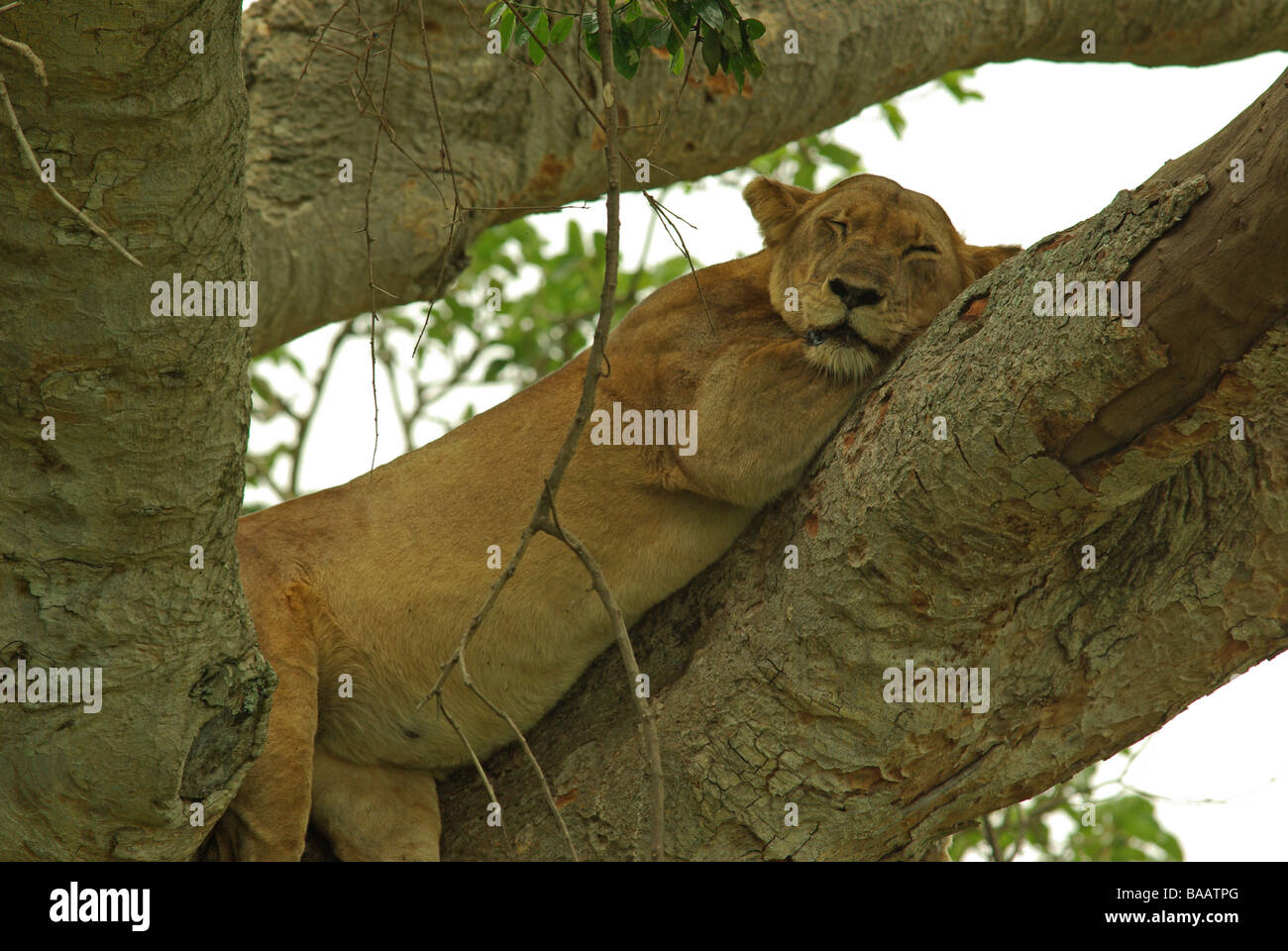 L'un des 'Accrobranche' lions (Panthera leo), Ouganda l'Ishasha Plains. Banque D'Images