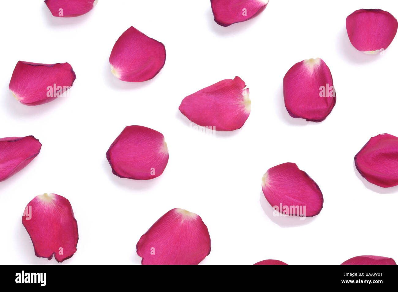 Pétales de rose rouges Banque D'Images