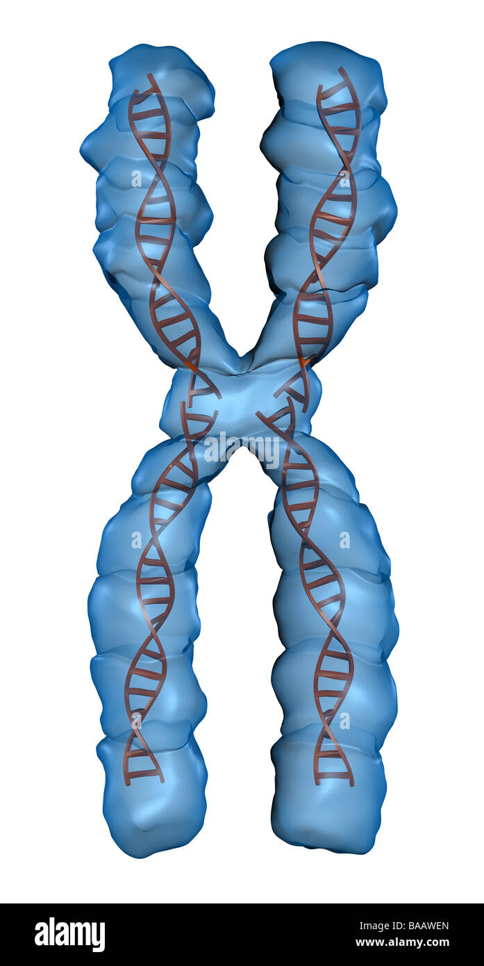 chromosome Banque D'Images