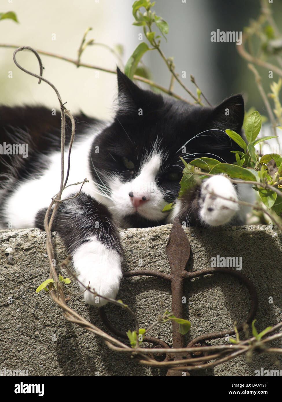 Le noir et blanc Pussy Cat endormi sur le mur du jardin Banque D'Images