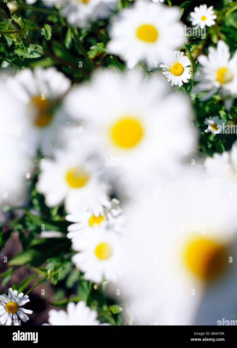Oxeye daisys, Suède. Banque D'Images