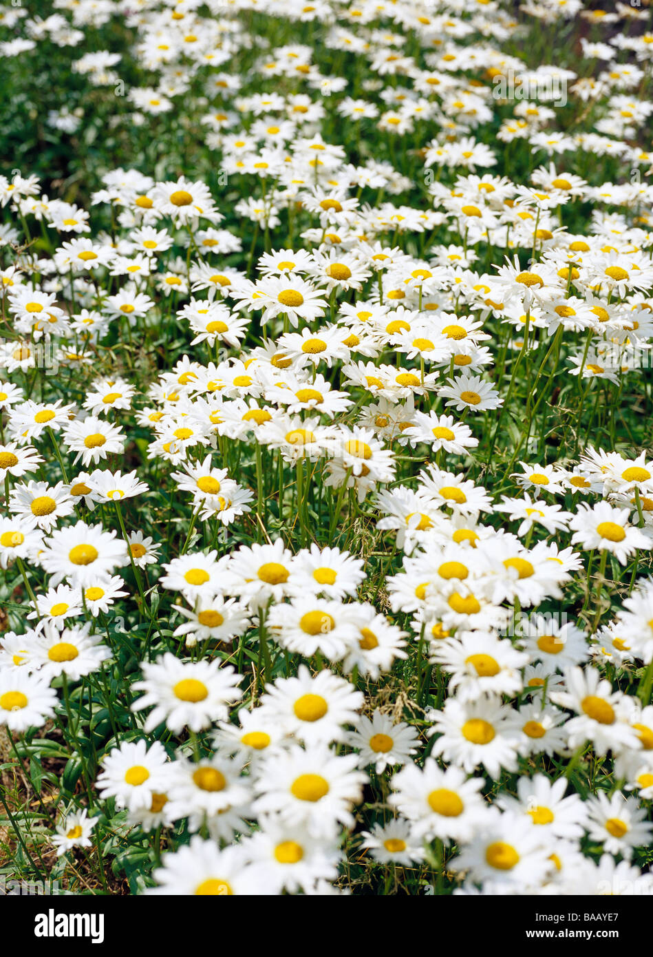 Oxeye daisys, Suède. Banque D'Images