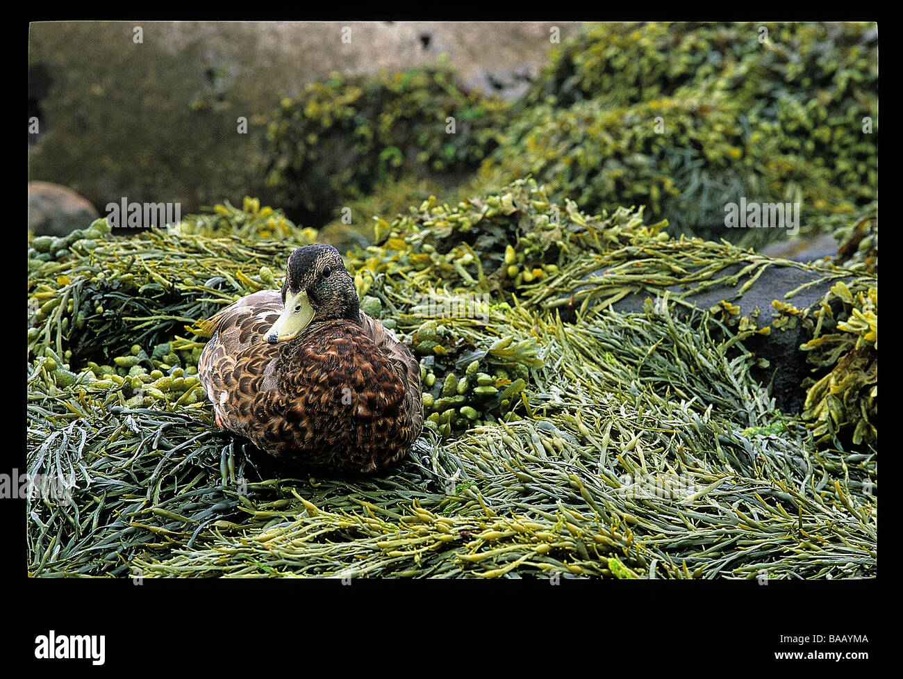 Canard colvert, Mohegan Island, Maine Banque D'Images