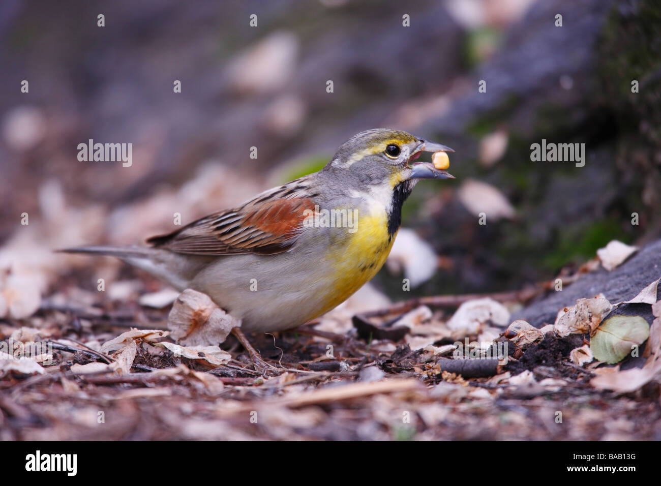 Dickcissel Spiza americana mâle adulte en plumage nuptial un migrant très rare à New York Central Park s'assis sur un rocher Banque D'Images