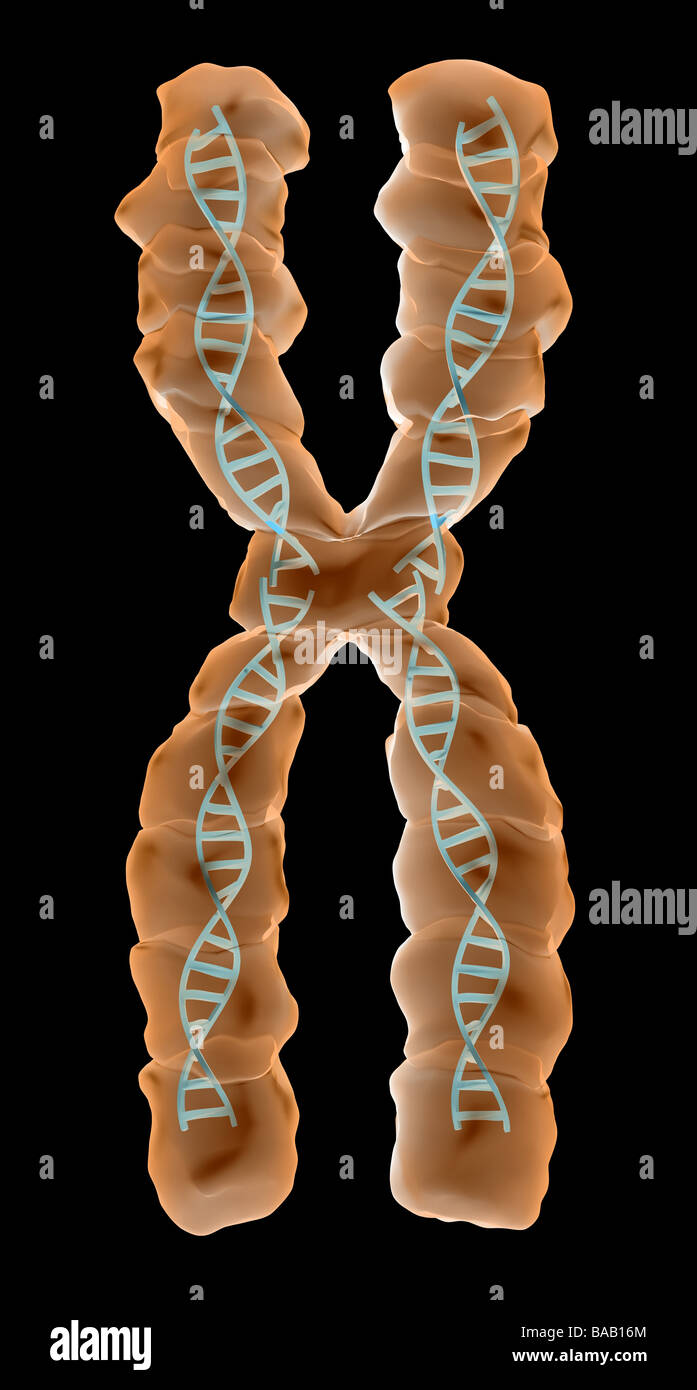 chromosome Banque D'Images