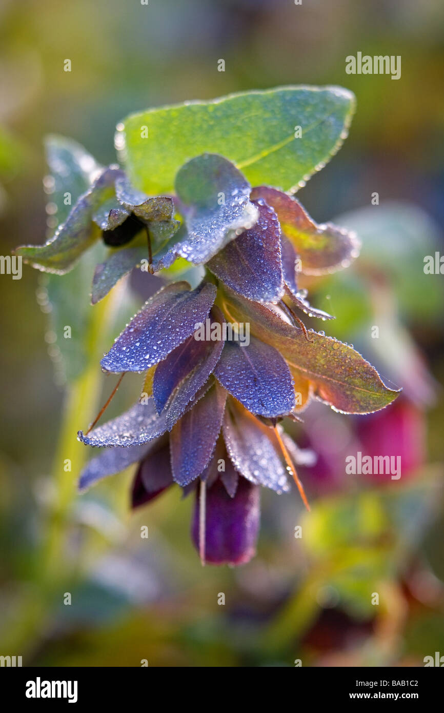 Cerinthe major honeywort usine à la Royal Horticultural Society Garden Harlow Carr Banque D'Images