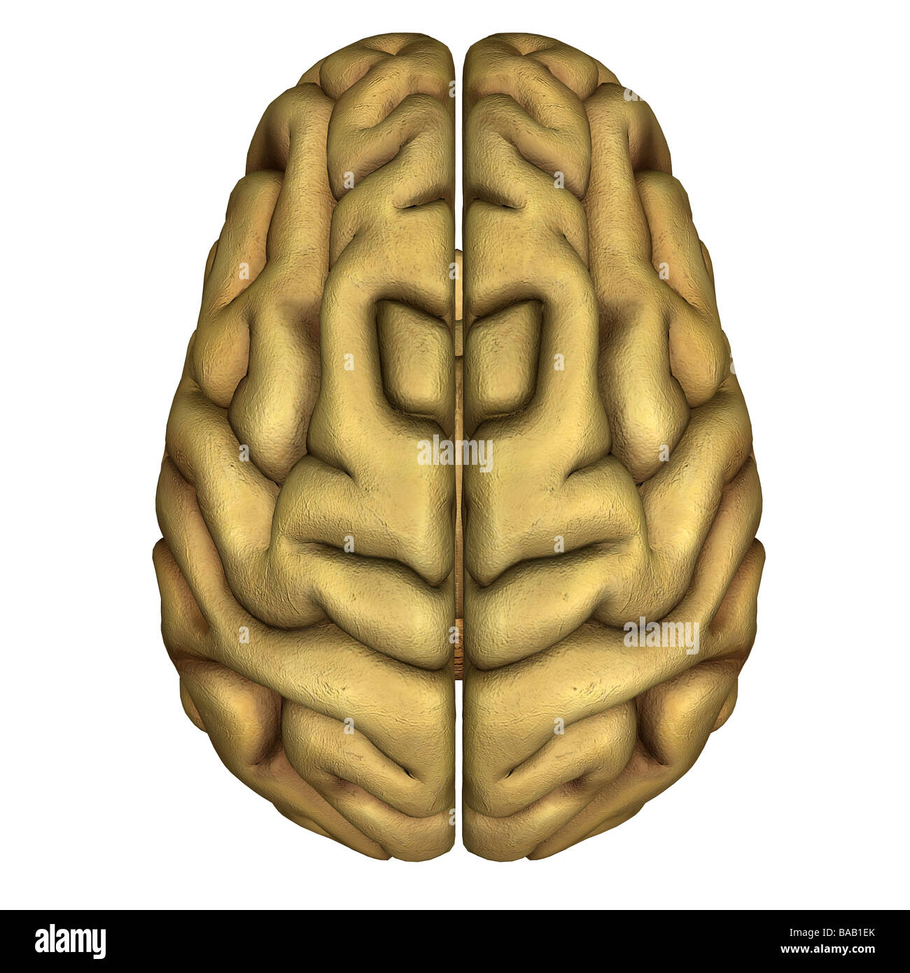 cerveau Banque D'Images