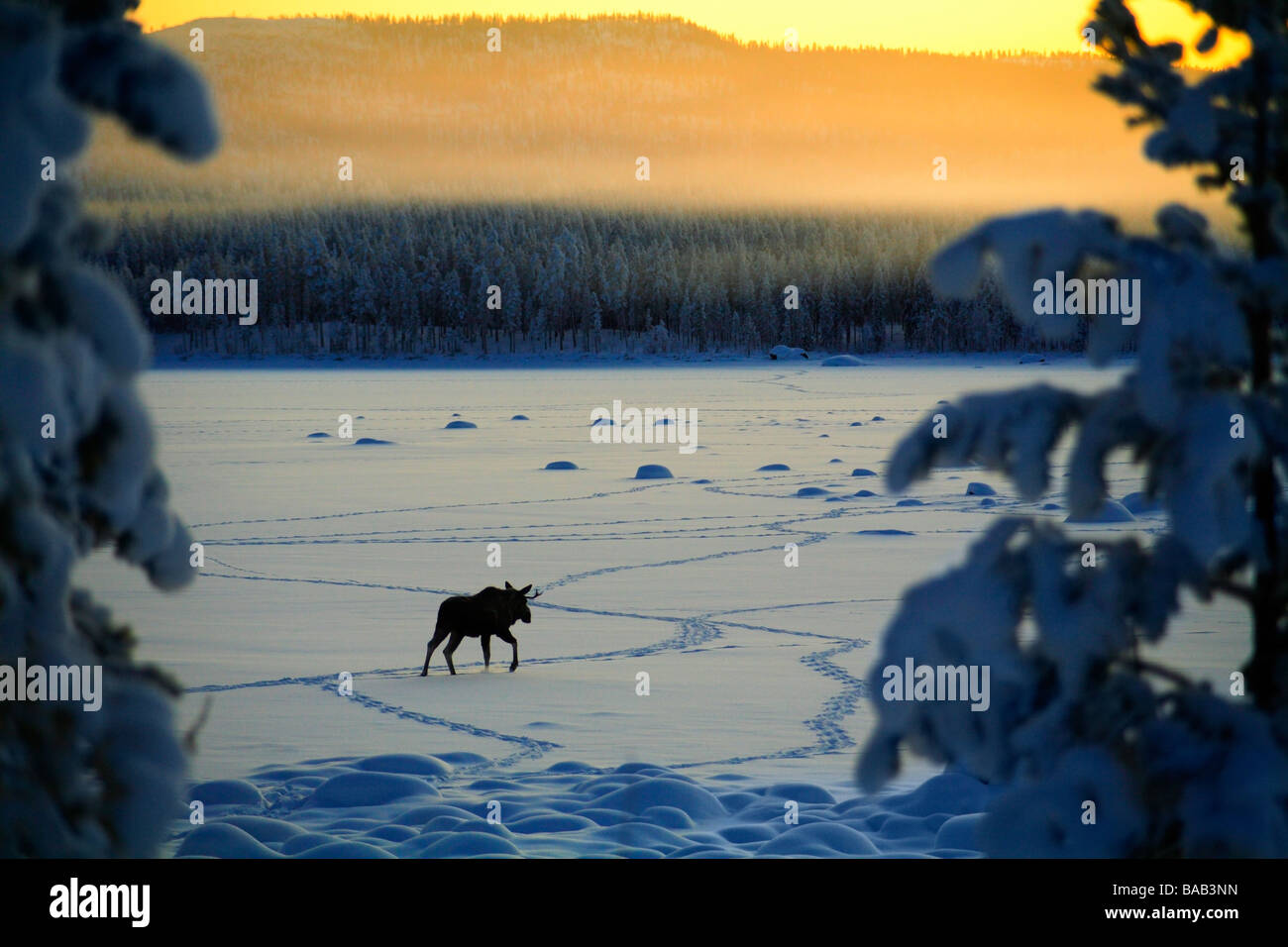 Un wapiti en paysage d'hiver en Suède Banque D'Images